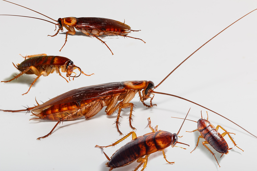 cockroaches treatment