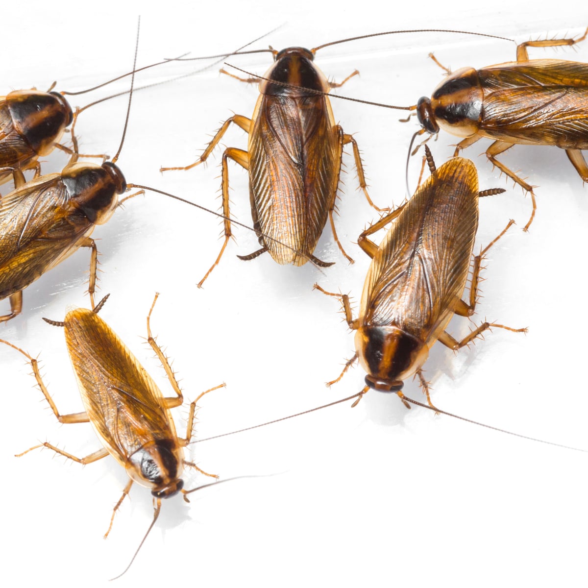 cockroaches in house