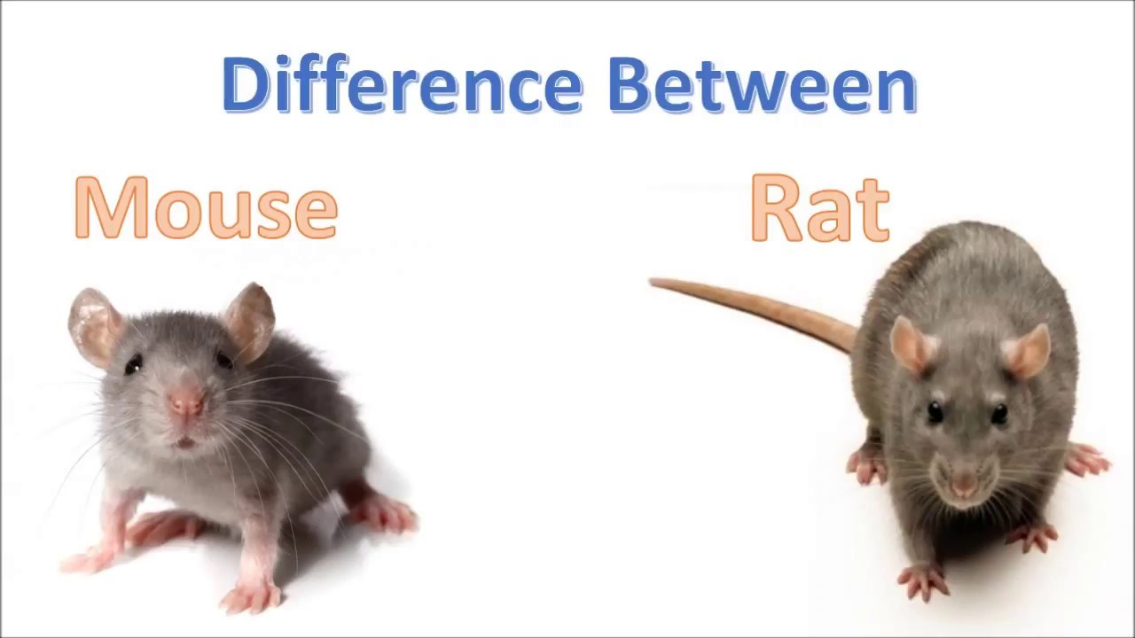 rat-vs-mice